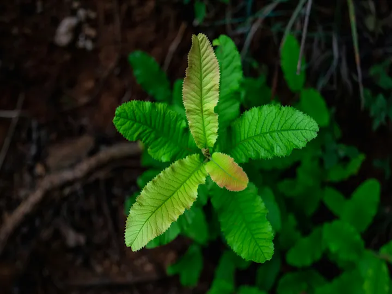 برامج دعم صغار المزارعين